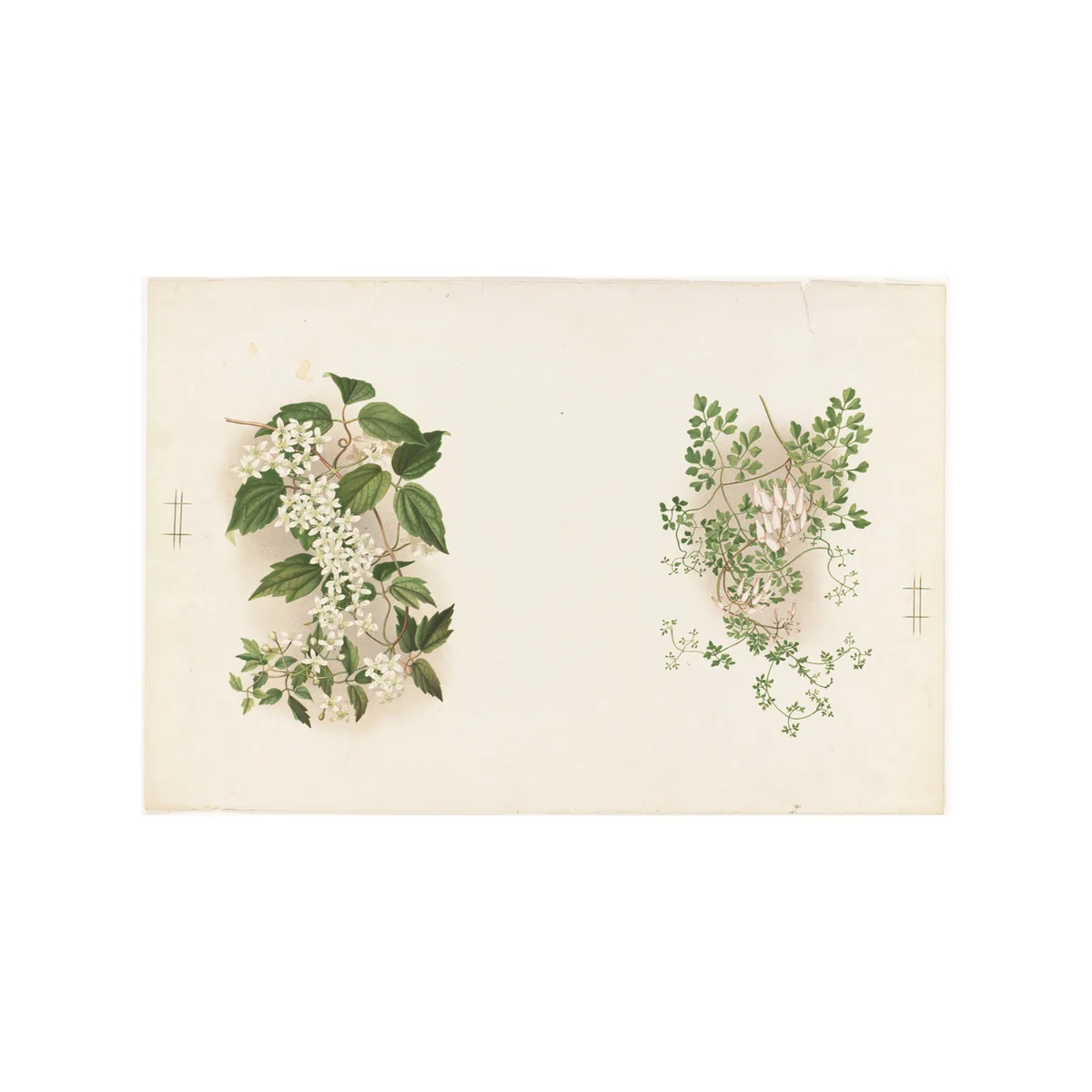 Blooming Jasmine - Unframed Art Print - Image 2