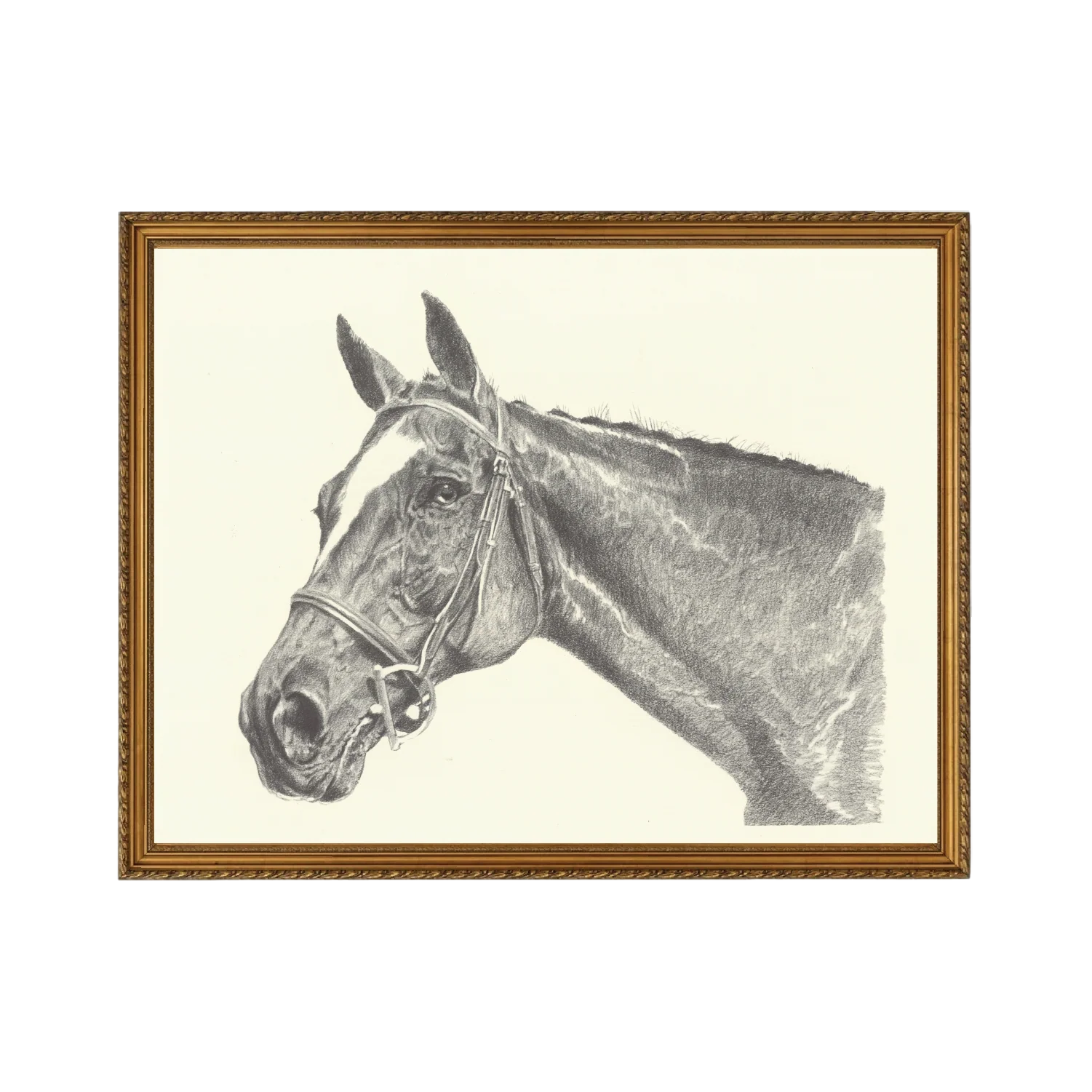 Halter Horse - Unframed Art Print