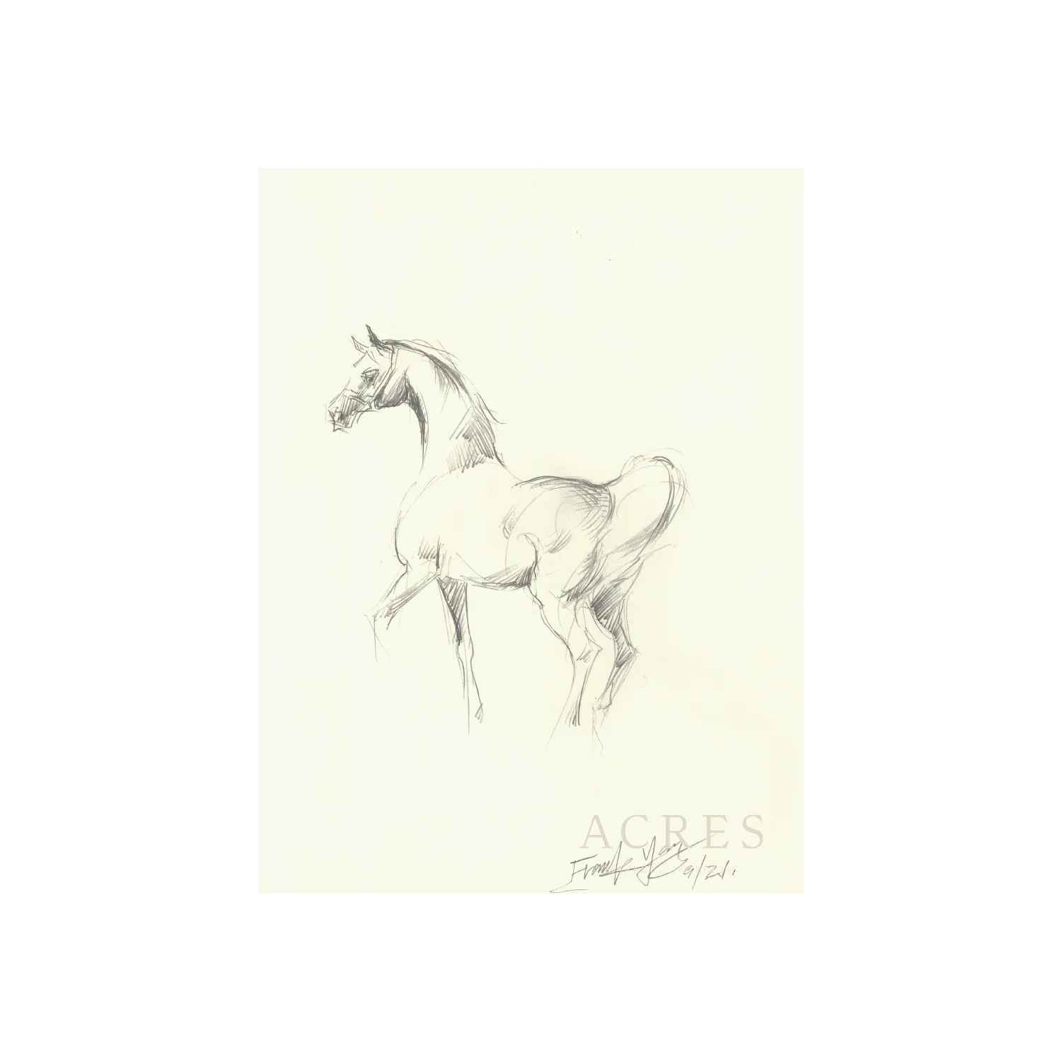 Mare Sketch - Unframed Art Print - Image 3