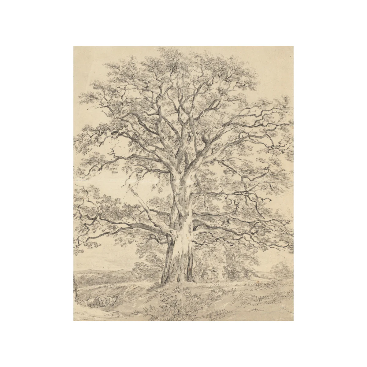 Old Oak Tree - Unframed Art Print - Image 3