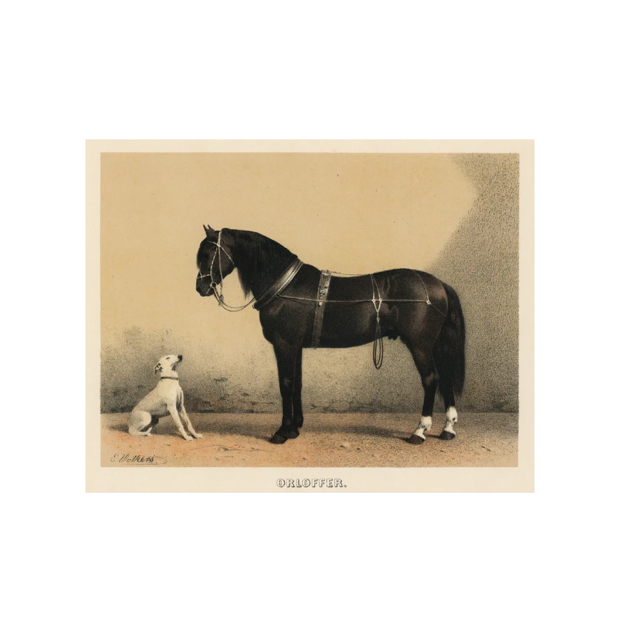 Orloffer Horse - Unframed Art Print - Image 2