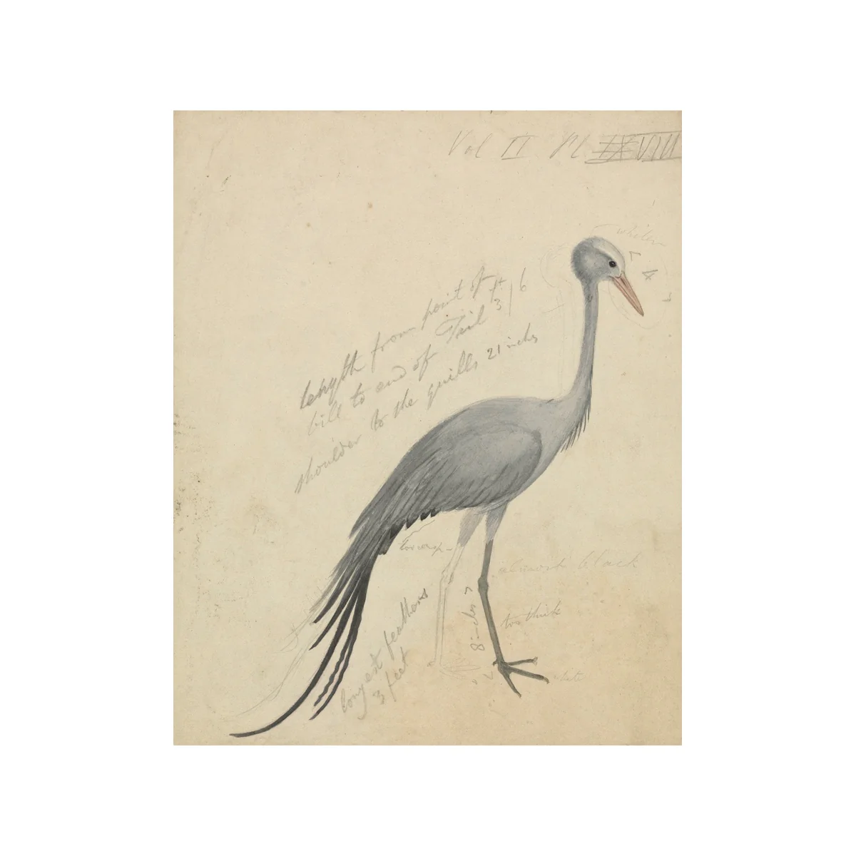 Petite Crane - Unframed Art Print - Image 2