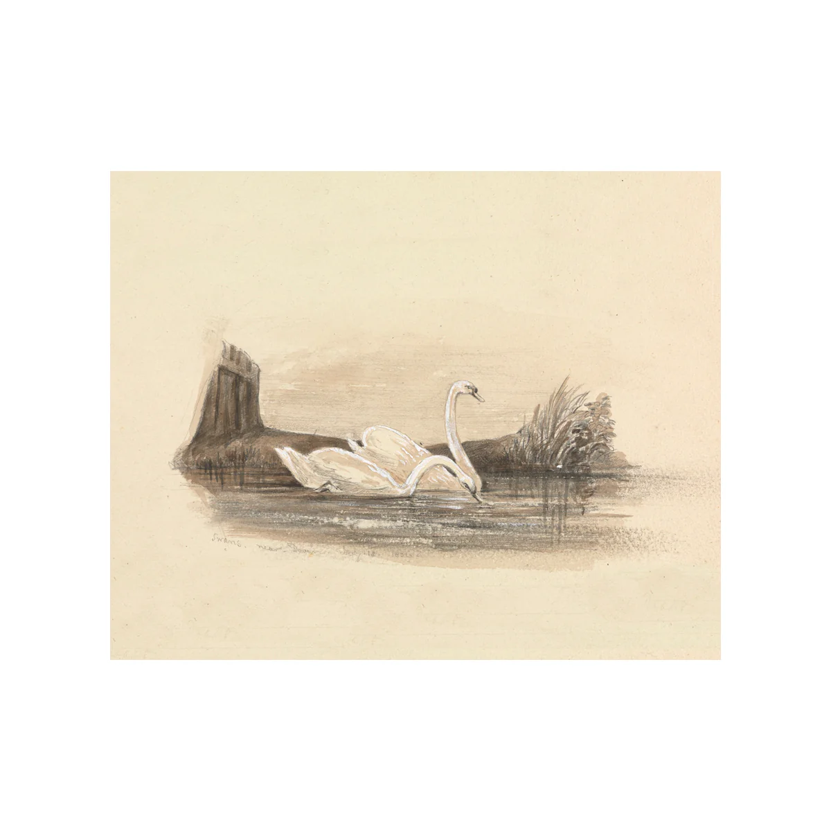 Swans - Unframed Art Print - Image 3