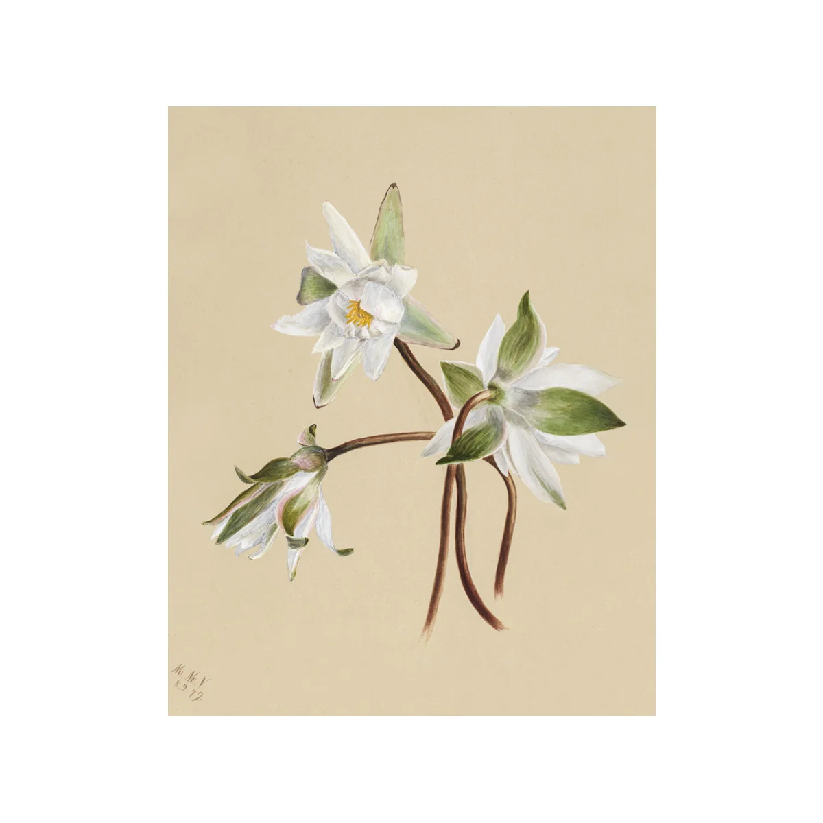 Water Lily - Unframed Art Print - Image 3